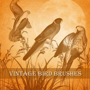 Vintage Birds Vintage Birds