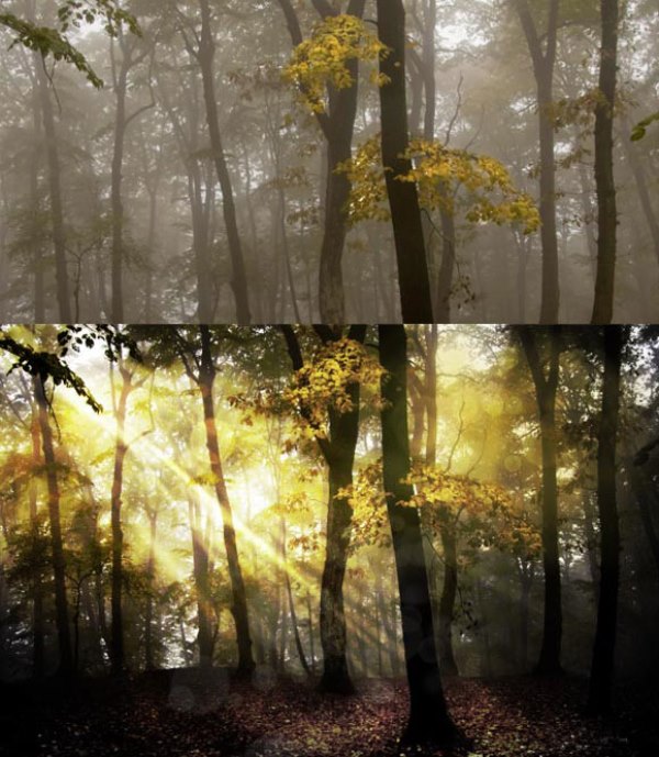 Fantasy Forest Scene